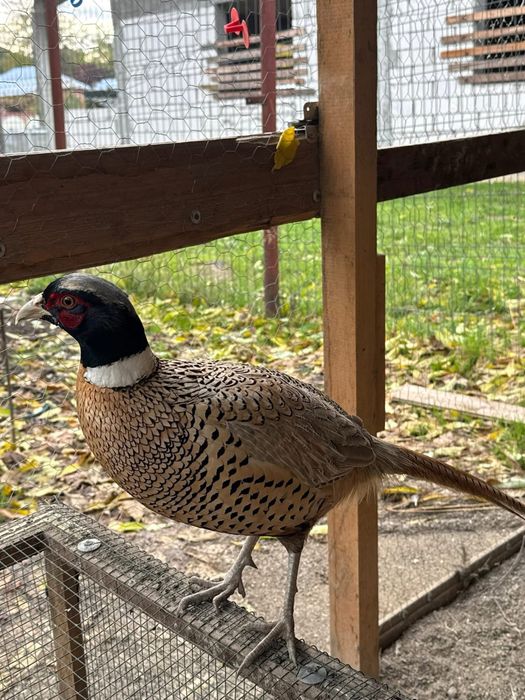 Fazani comuni si tenebros