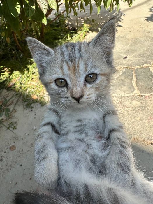 Котята отдам даром