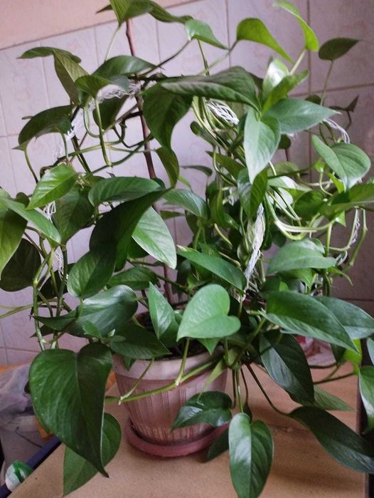 сциндапсус великолепный