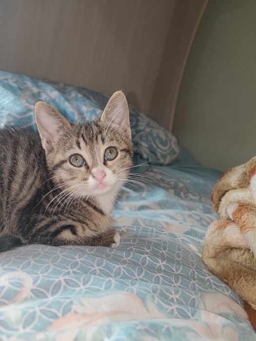 Yahshi Mushuk Onasi Skotch strait