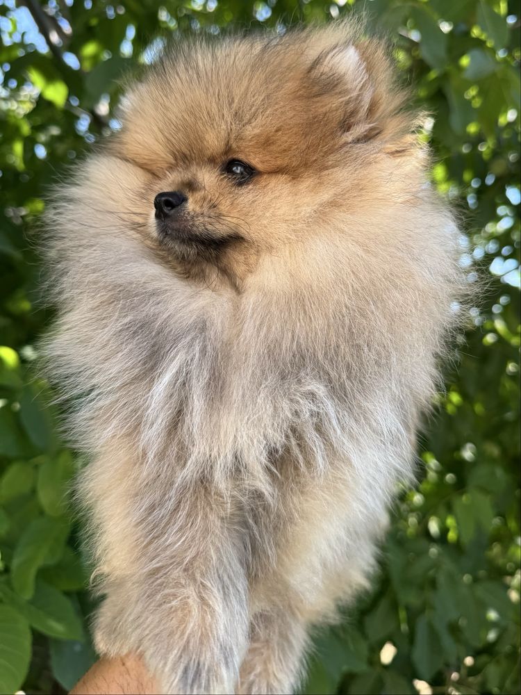Pomeran Bear face