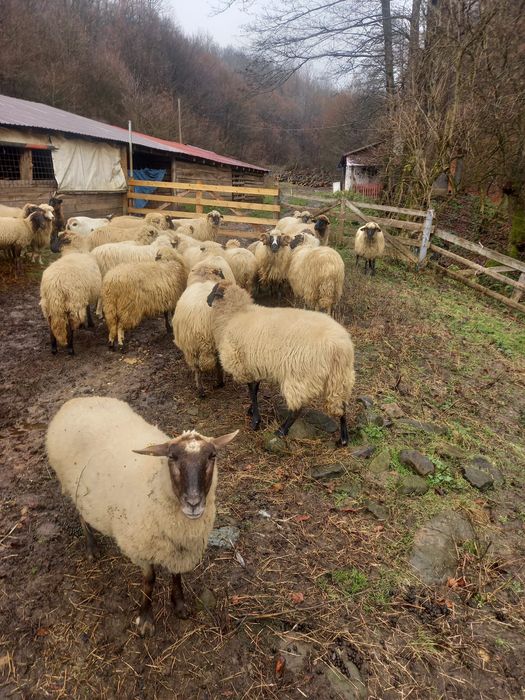 Vând oi Țurcane gestante