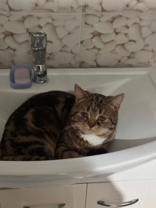 Продаю кота шотландского