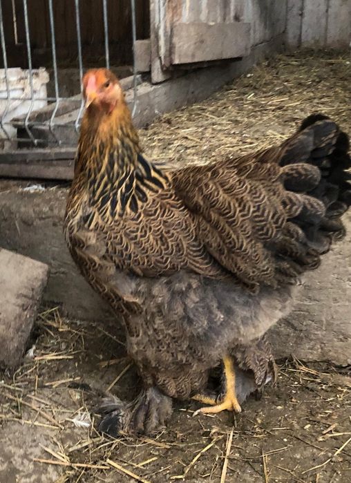 Gaini brahma wiandotte Susex Combatant indian