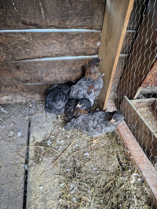 Vând cocos araucana