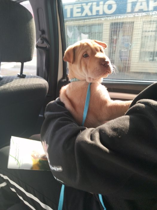 Щеночек шарпея  2,5 месяца