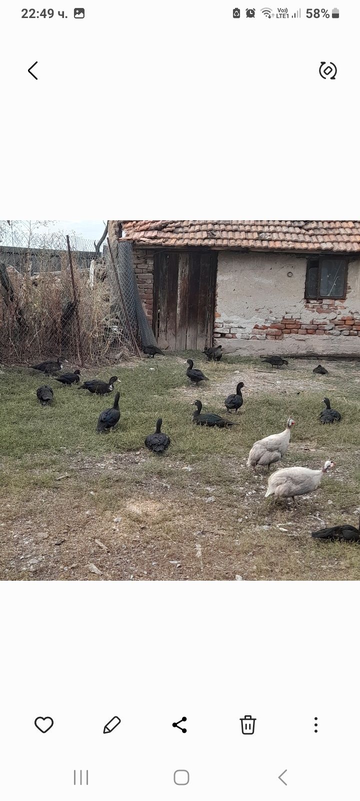 Продавам Неми патици