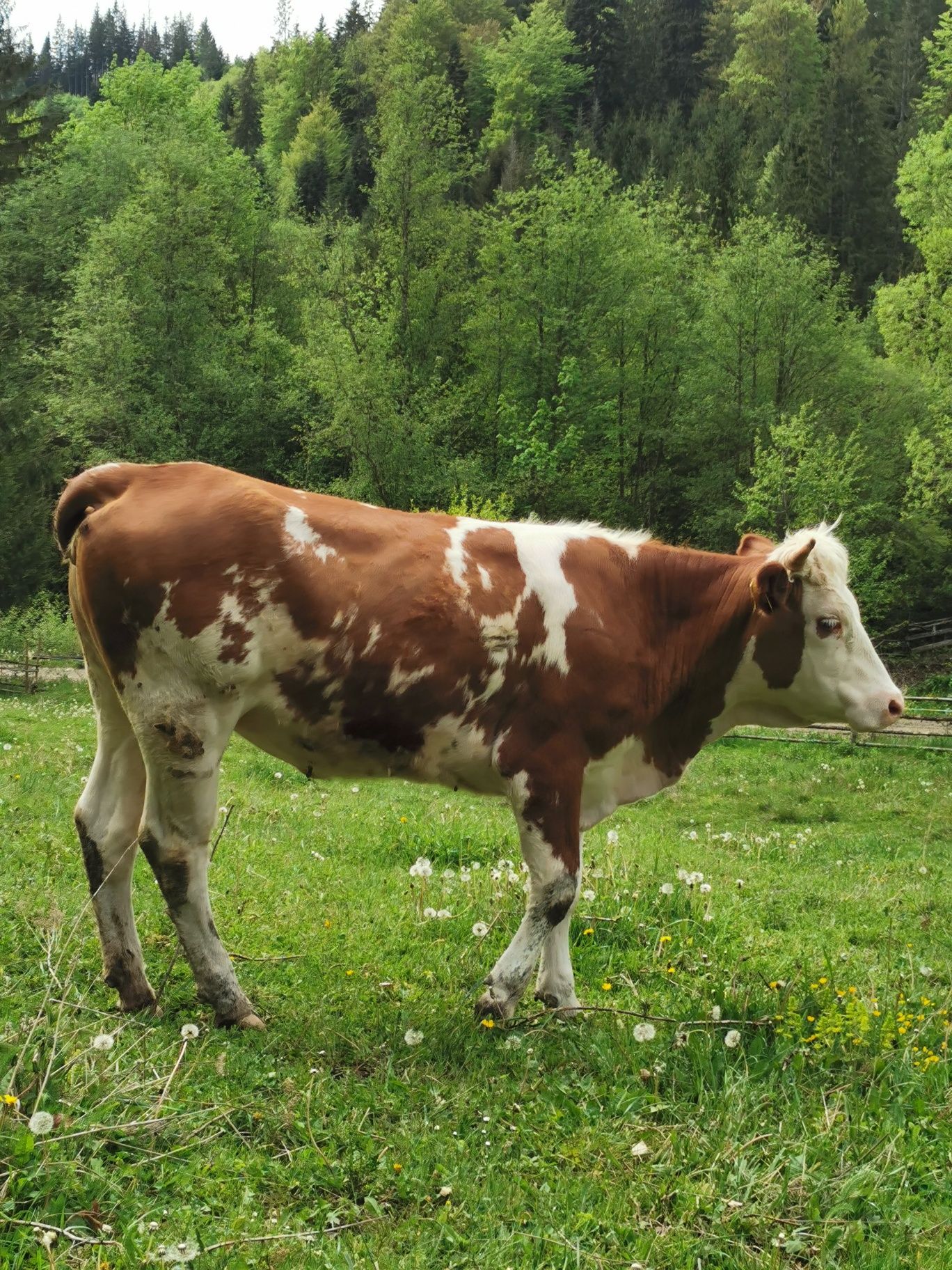 De vanzare doua junici de doi ani