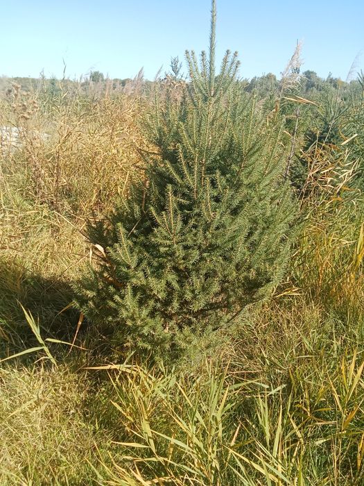 Ёлки европейские