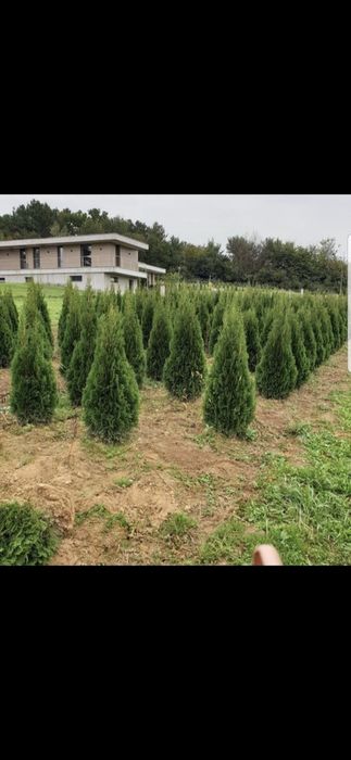 Thuja smaragd oferta 2m 150 lei