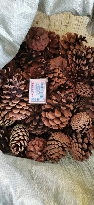 Шишки. Сосновые. Большой мешок. Чистые.