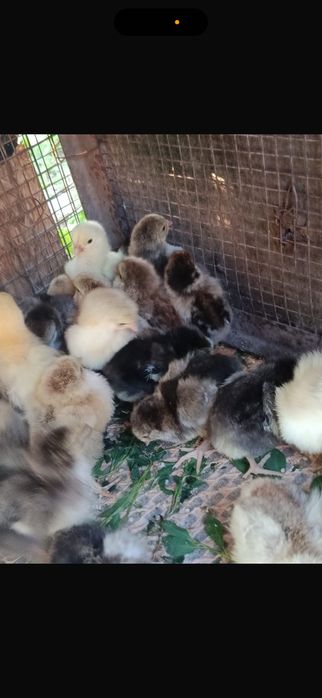 ЭКОЛОГИЧЕСКИ чистые цыплята!ДОМАШНИЕ не инкубаторские