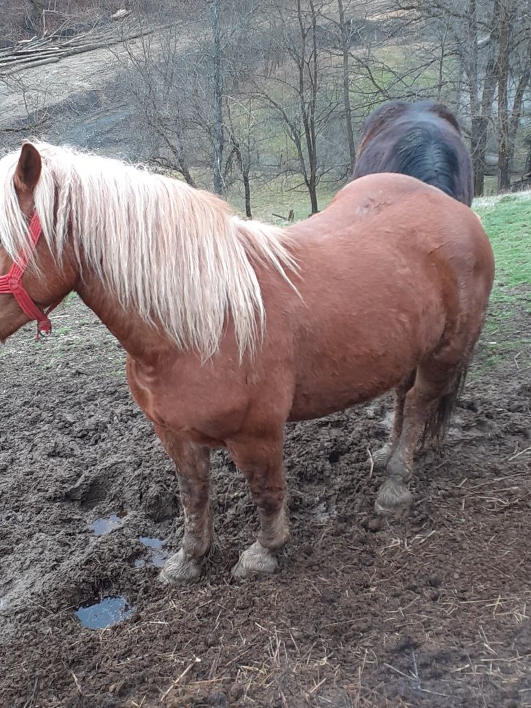 Iapă de vânzare de trei ani