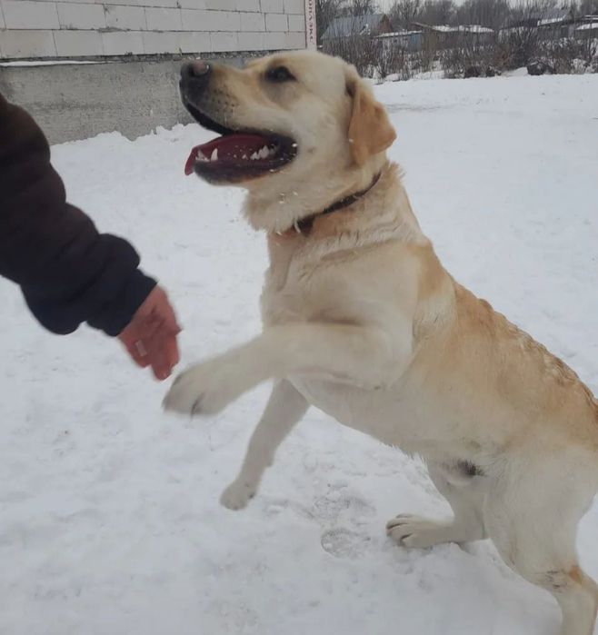 Вязка Лабрадор ретривер