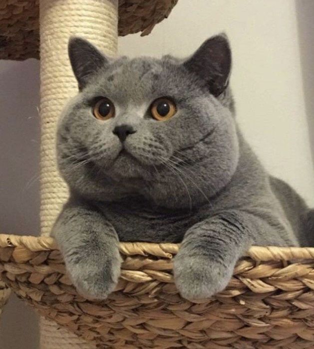 Британска късокосместа