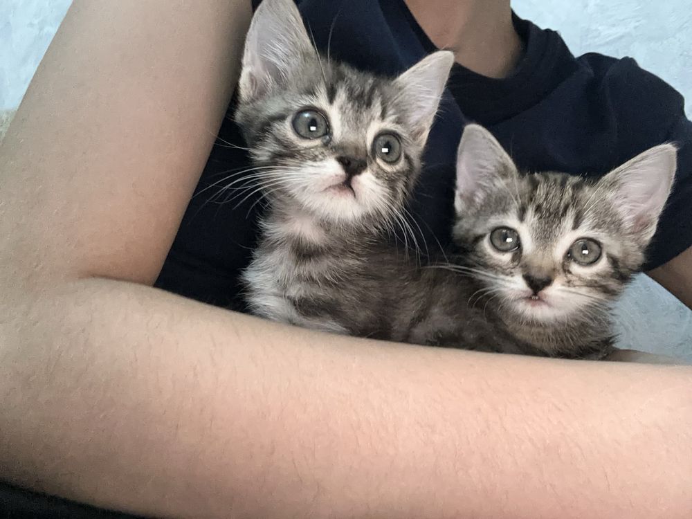 Котята девчата в добрые руки