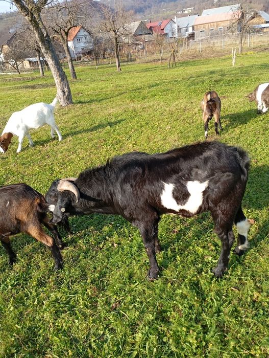 Vând țap frumos .