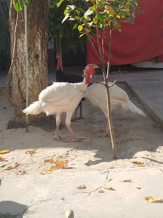 Куркалар сотилади.