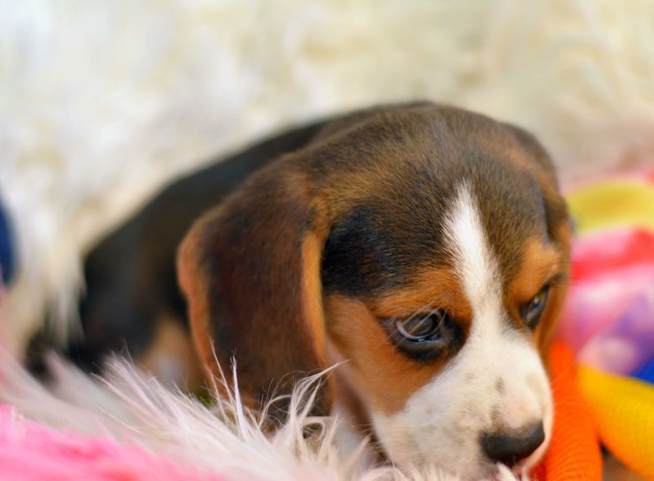 Pui Beagle tricolor din parinti cu pedigree