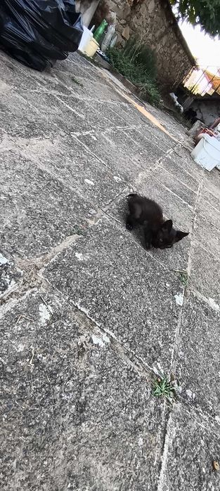 Подарява котенце