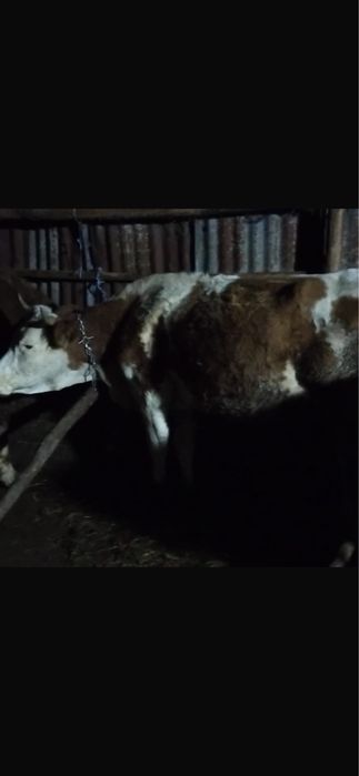 Vand vaca la prima fatare