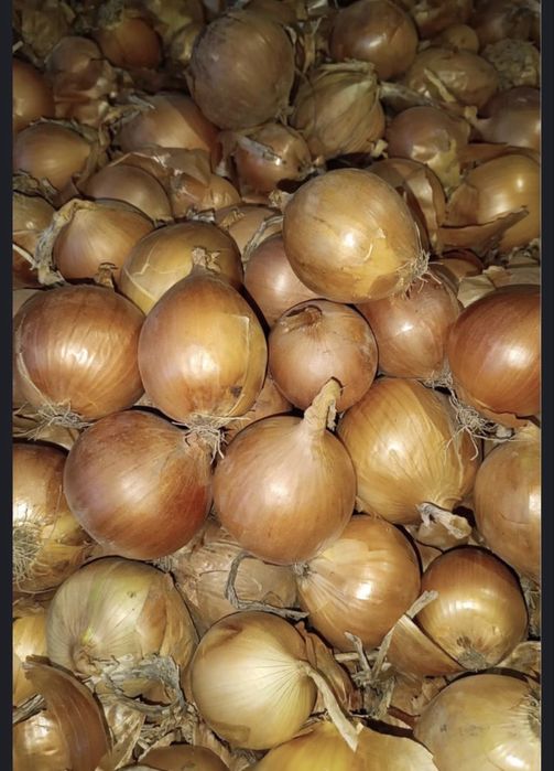 Продам лук репчатый