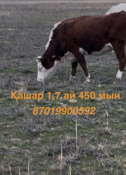 Продам Телка , қашар