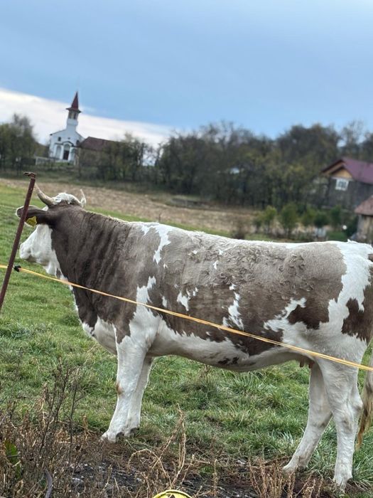 Vand juninca la prima fatare