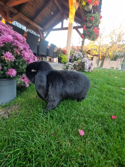 Iepure berbec german