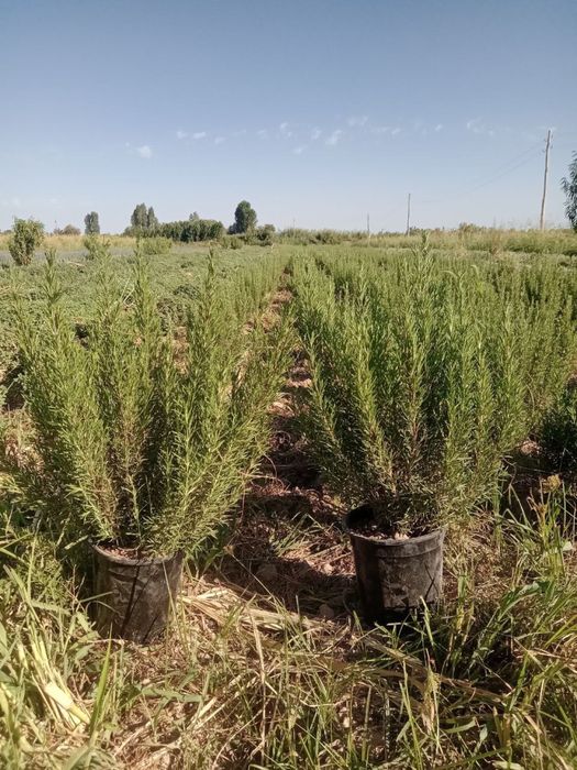 Розмарин сантолина  сотилади чекланган микдорда