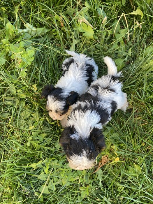 Йорки/йоркширски териер/Бивер/Бивър