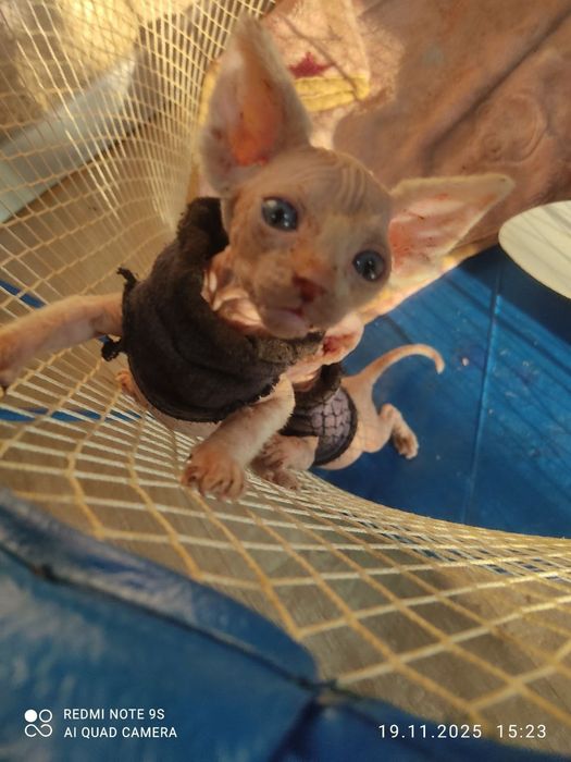 Продаются котята сфинксы