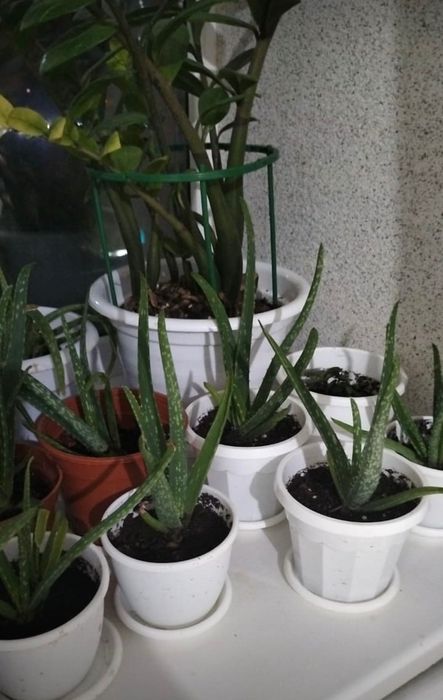Новое, недавно пересаженное комнатное растение Алоэ вера