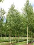 Vand copaci mesteacăn,  tei, platani, prunus pysardi,  magnolia etc