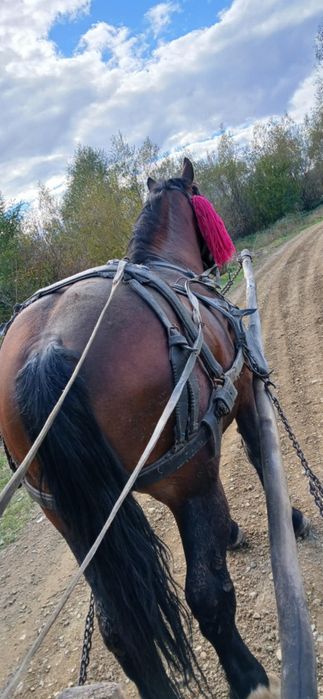 Manz de 3 ani jumate