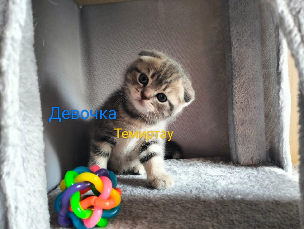 Продаётся мраморная кисуля