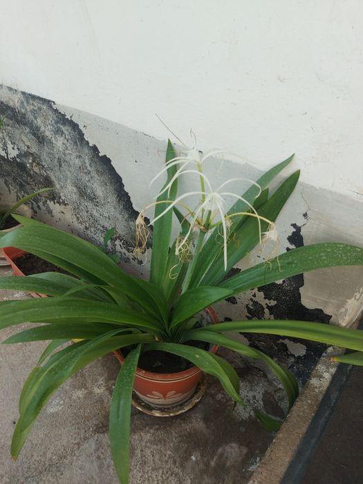 Лилия  комнатные растение