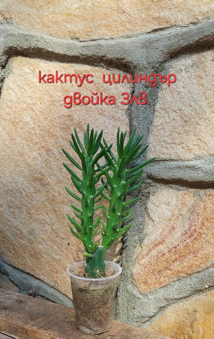 Стайни и градински растения на супер цени.