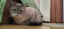 Pisica British Shorthair