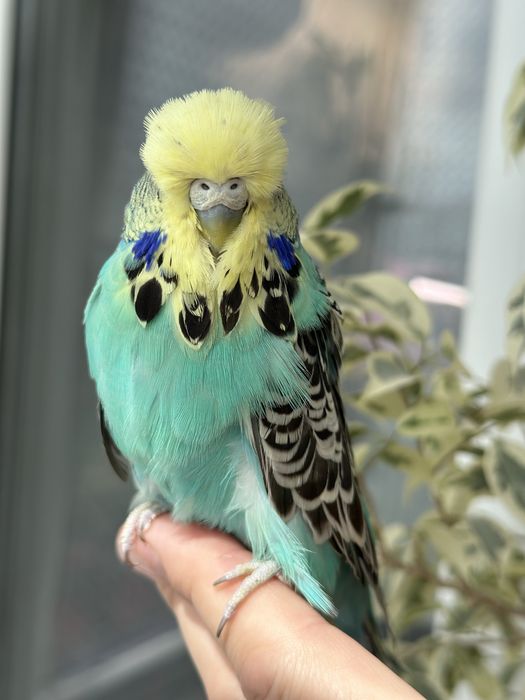 Выставочный попугай Чех