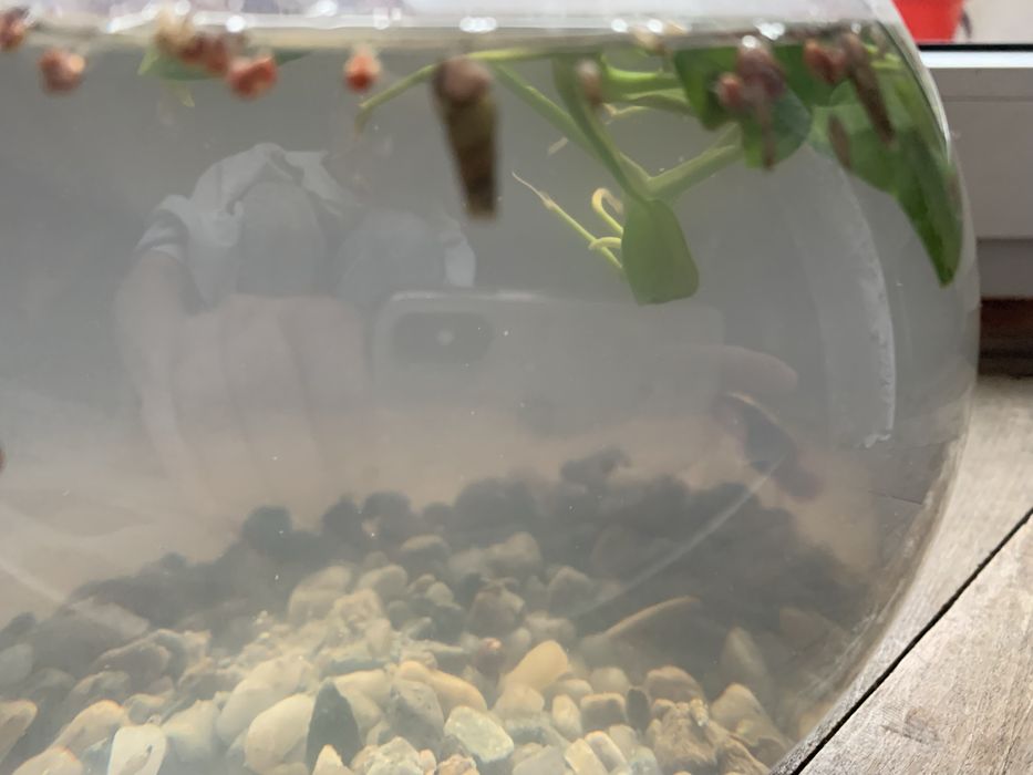 Donez melci de substrat pt. acvariu.