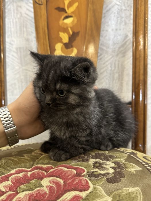 продаются породистые котята 500 000 сум