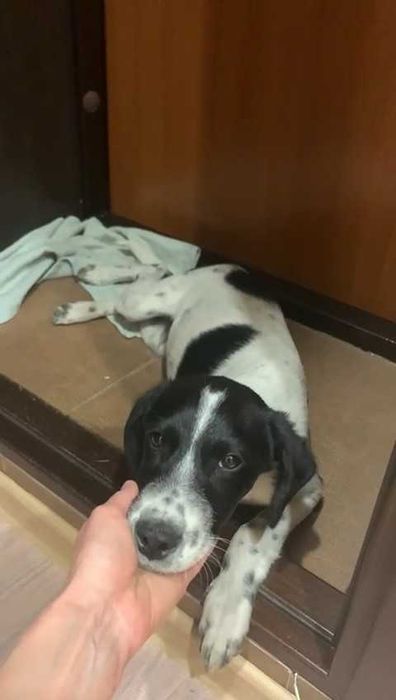 Найден щенок. Ищем прежних или новых владельцев!