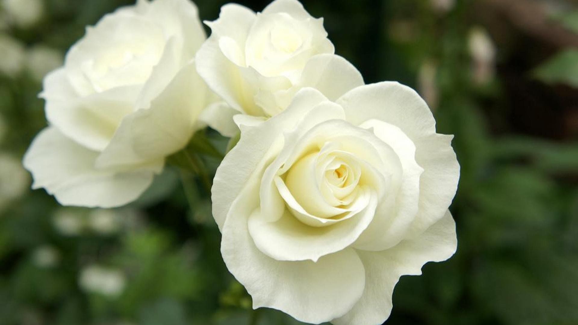 Розы кустовые оптом 1000  тг.  в  горшках, в Алматы саженцы роз