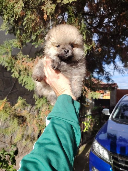 Мини-шпиц померан