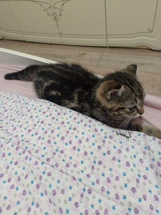 Продам вислоухого котенка