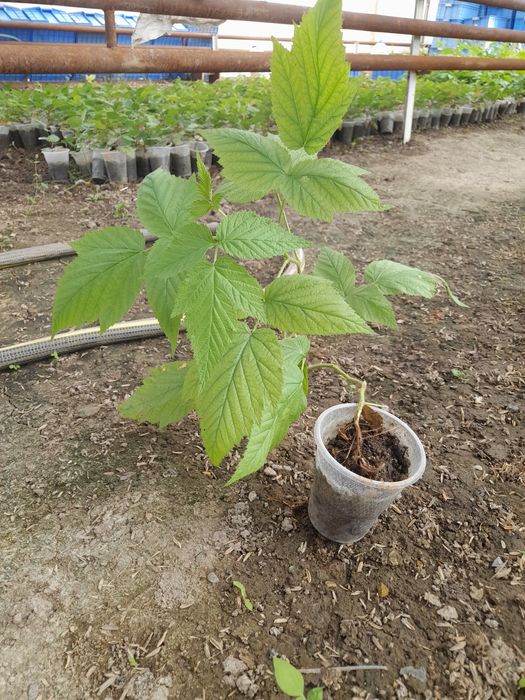 Schönemann Malina ko'chatlari