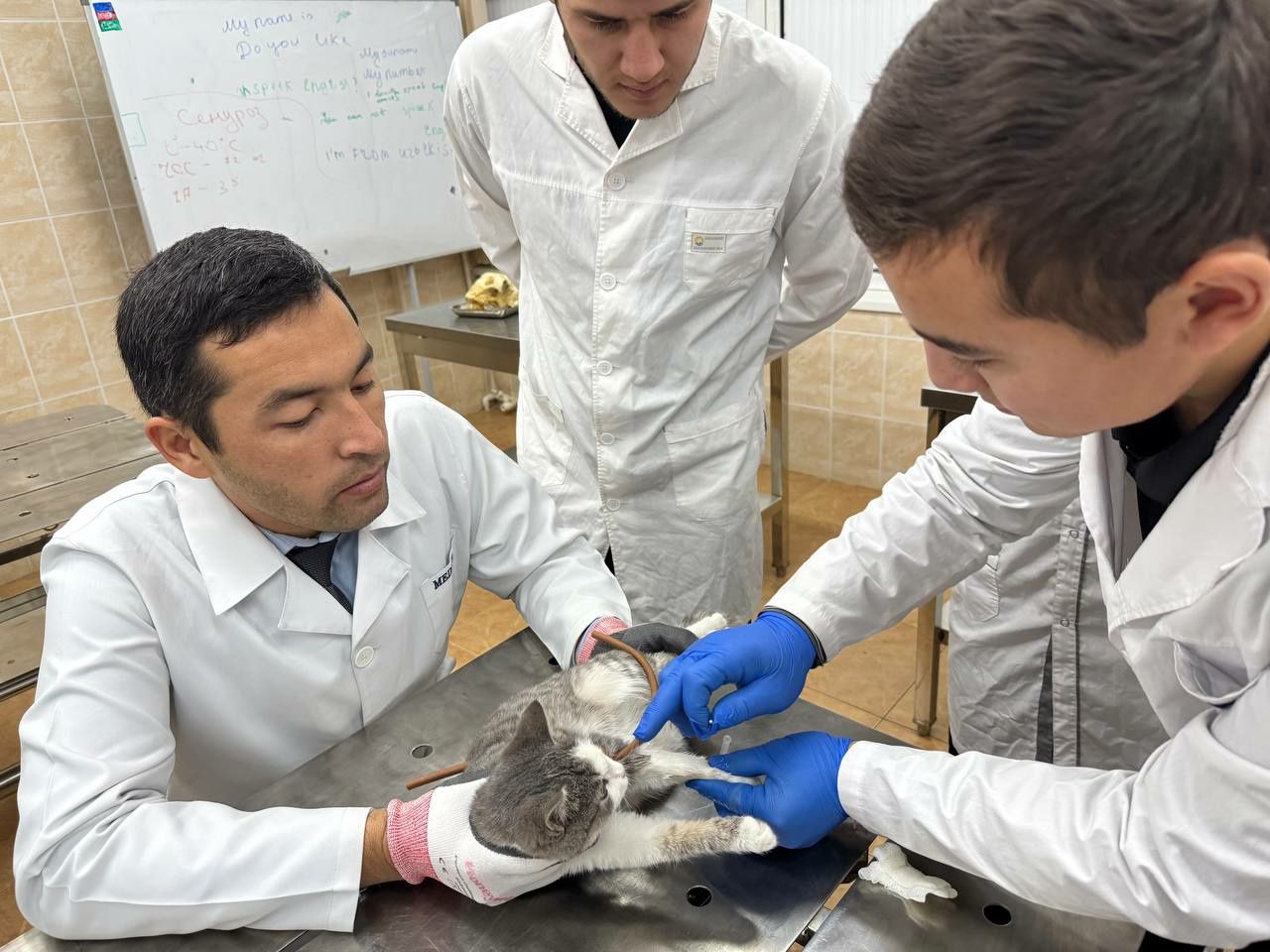 Qishloq xoʻjalik hayvonlariga veterinar hizmati kursatish