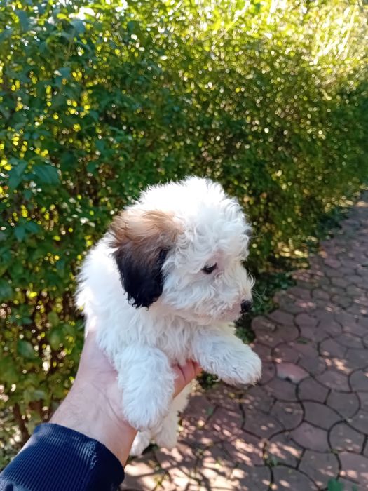 Donez patru cățeluși
