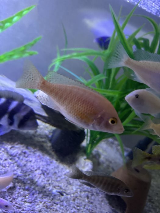 Продаются орхидеи